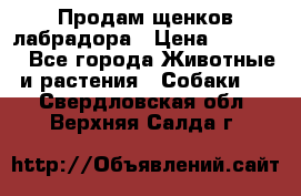 Продам щенков лабрадора › Цена ­ 20 000 - Все города Животные и растения » Собаки   . Свердловская обл.,Верхняя Салда г.